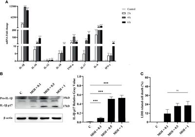 Vibrio alginolyticus Triggers Inflammatory Response in Mouse Peritoneal Macrophages via Activation of NLRP3 Inflammasome